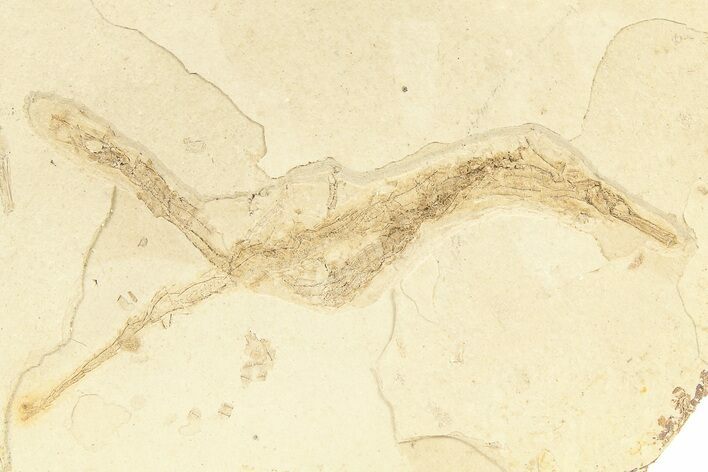 Plate of Pipefish (Syngnathus) Fossils - California #274971